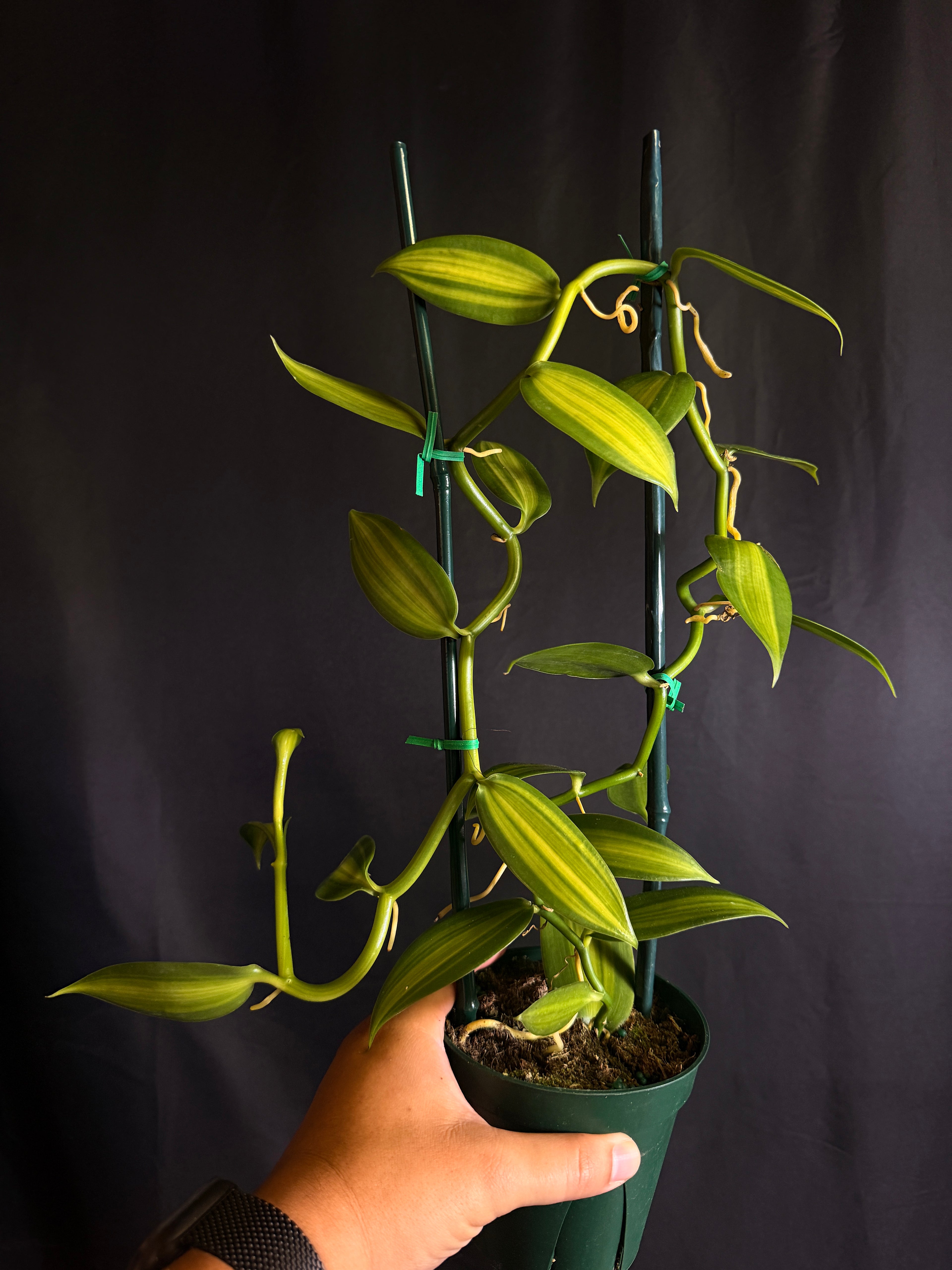 Vanilla planifolia ( Inner Variegated )