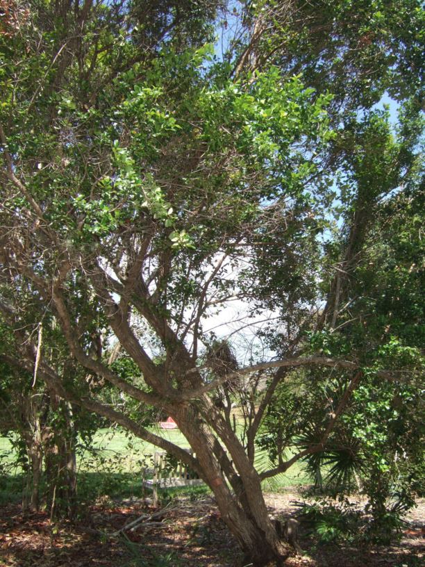 Auerodendron northropianum