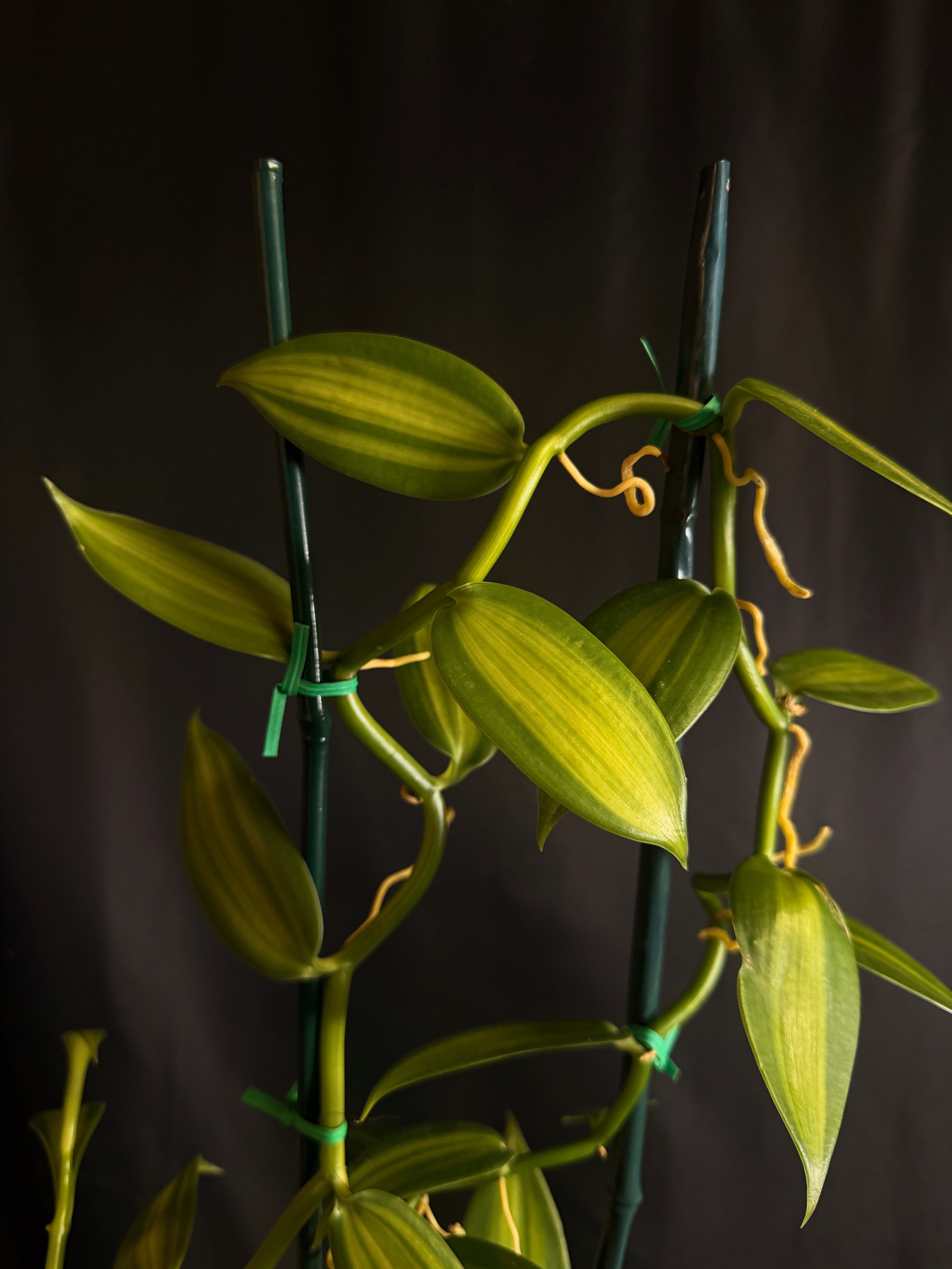 Orchids – tagged 