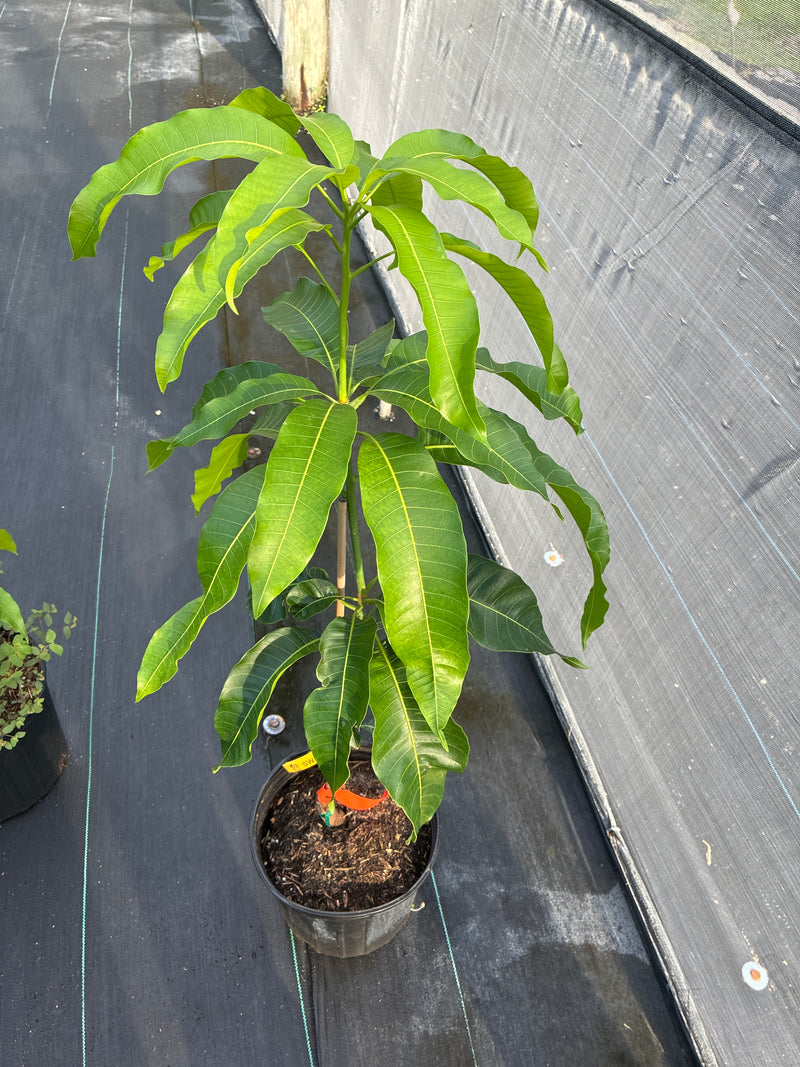 Mangifera indica 'Sweet Tart' Tree