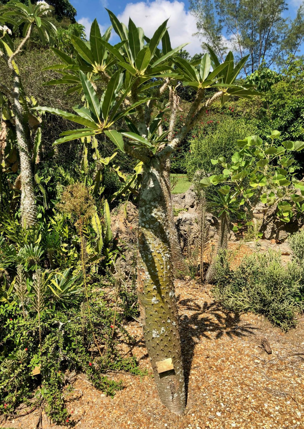 Pachypodium lamerei