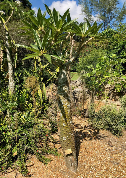 Pachypodium lamerei