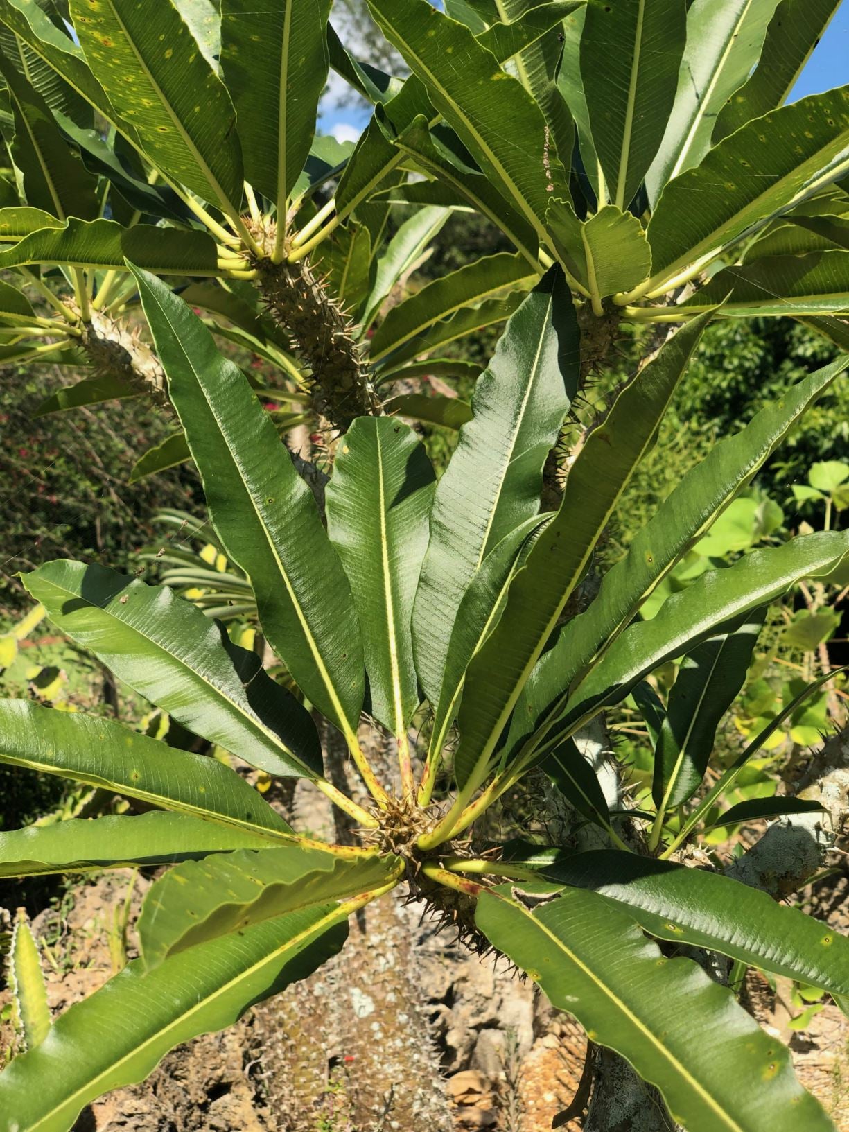 Fairchild Tropical Botanic Garden Pachypodium lamerei - Thumbnail 5