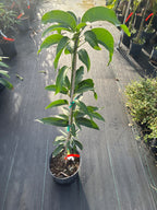 Mangifera indica 'Haden' Tree