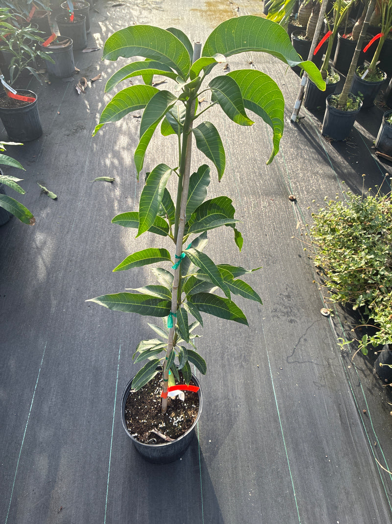 Mangifera indica 'Haden' Tree