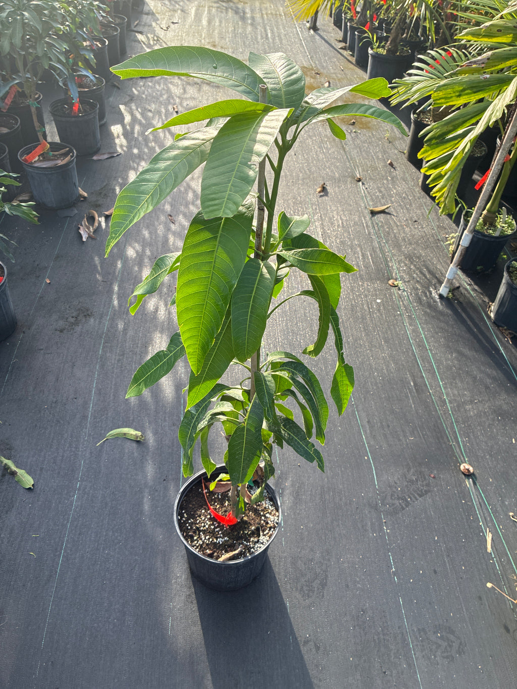 Mangifera indica 'Valencia Pride' Tree