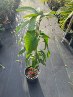 Mangifera indica 'Valencia Pride' Tree