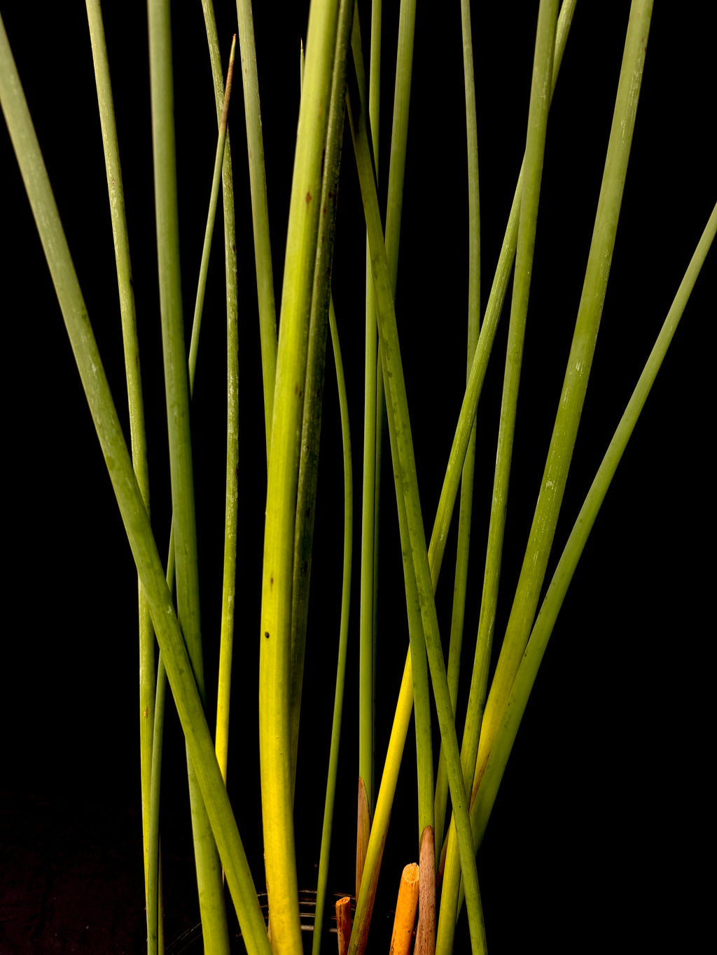 Schoenoplectus tabernaemontani