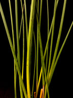 Schoenoplectus tabernaemontani