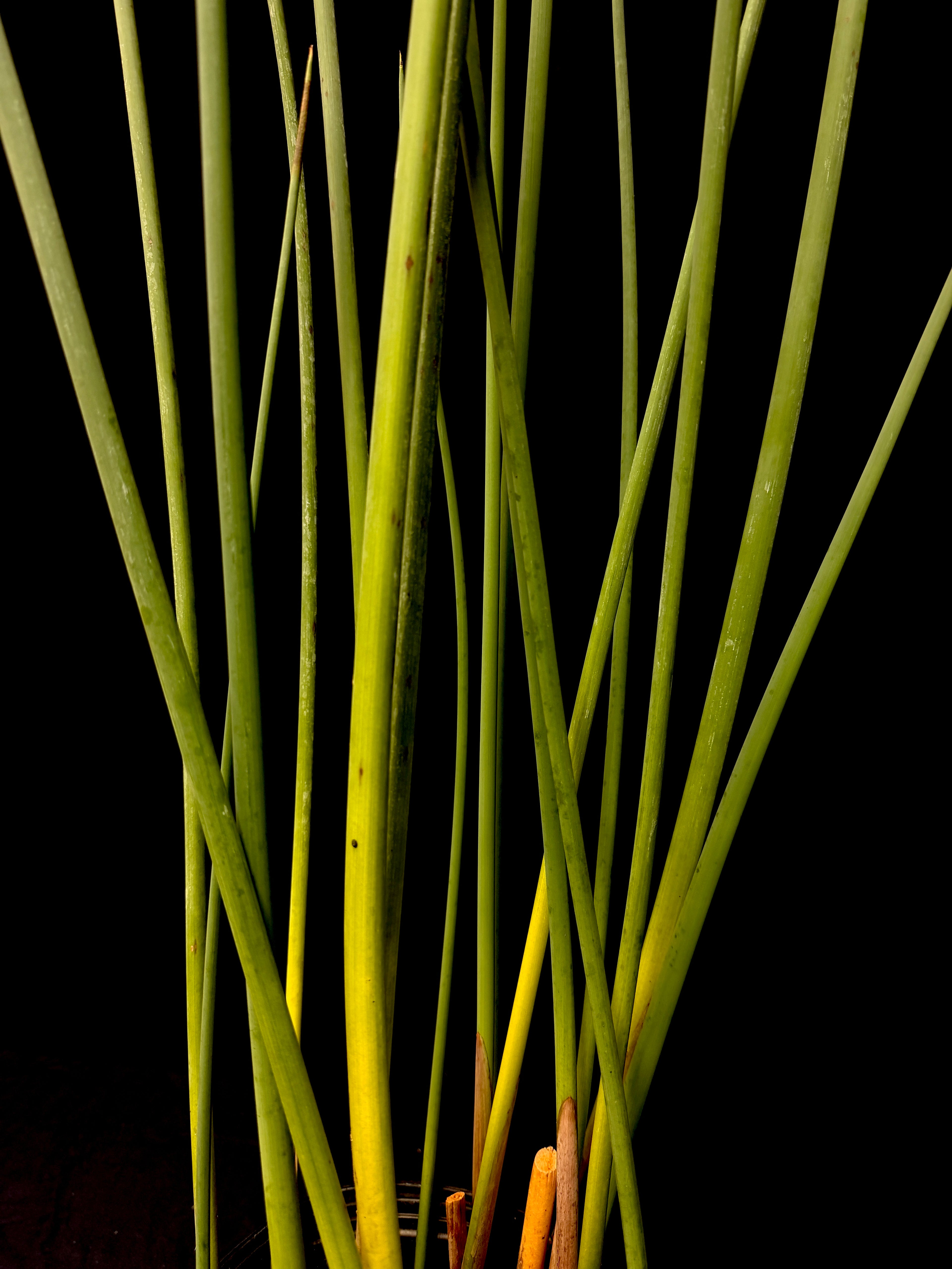 Schoenoplectus tabernaemontani
