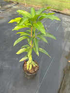 Mangifera indica 'Gary' Tree