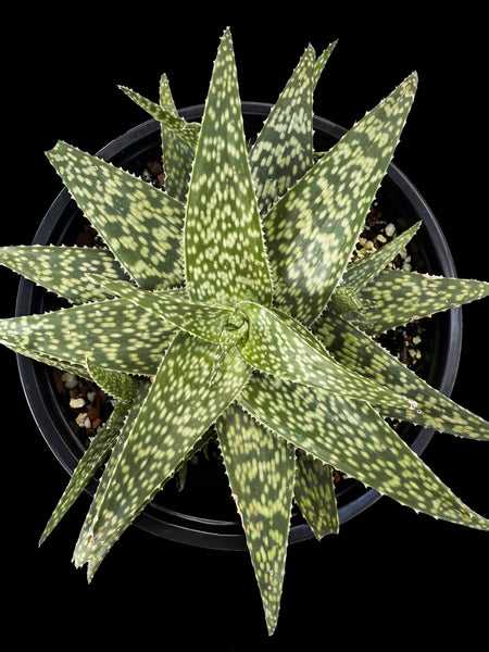 Aloe hybrid