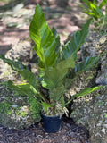 Anthurium hybrid (Green Form)