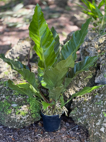 Anthurium hybrid (green form)