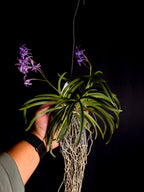 Vandachostylis charm