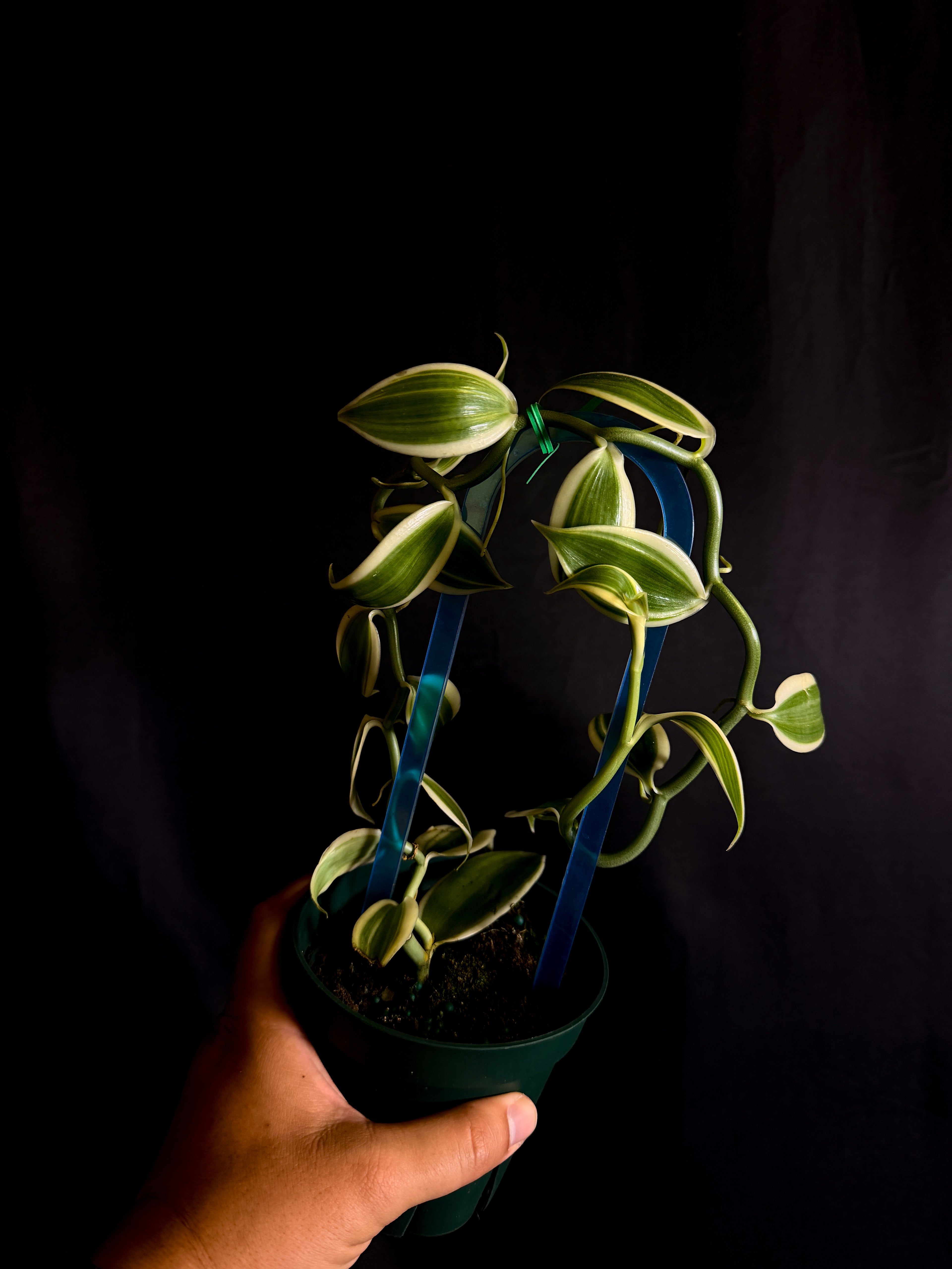 Vanilla planifolia ( Outer Variegated )