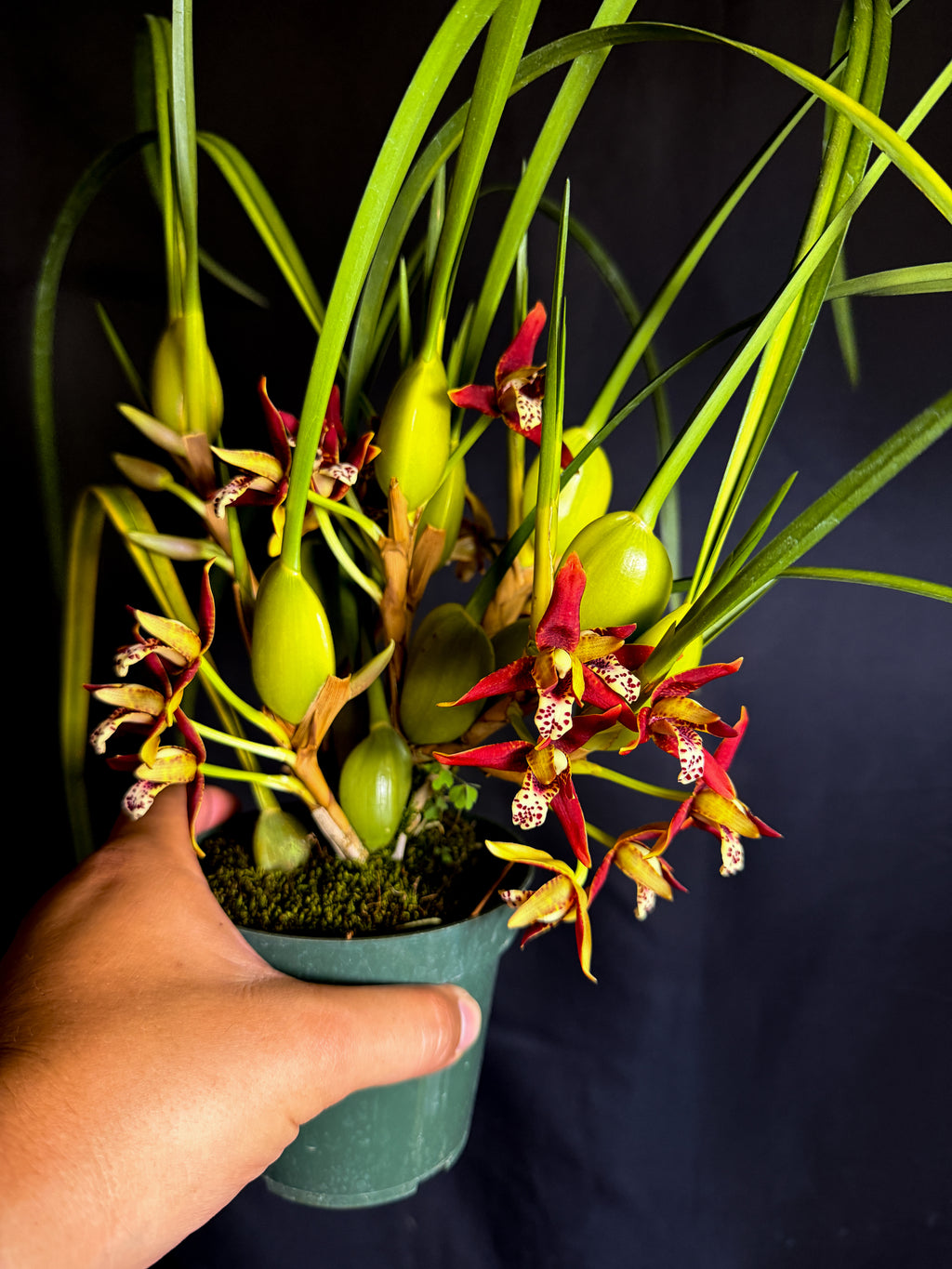 Maxillaria tenuifolia