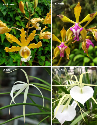 The Million Orchid Project Caribbean Kit – Four Caribbean native species bundle (Tree species)