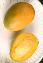 Mangifera indica 'Carrie' Tree