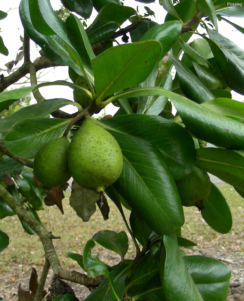 Casasia clusiifolia