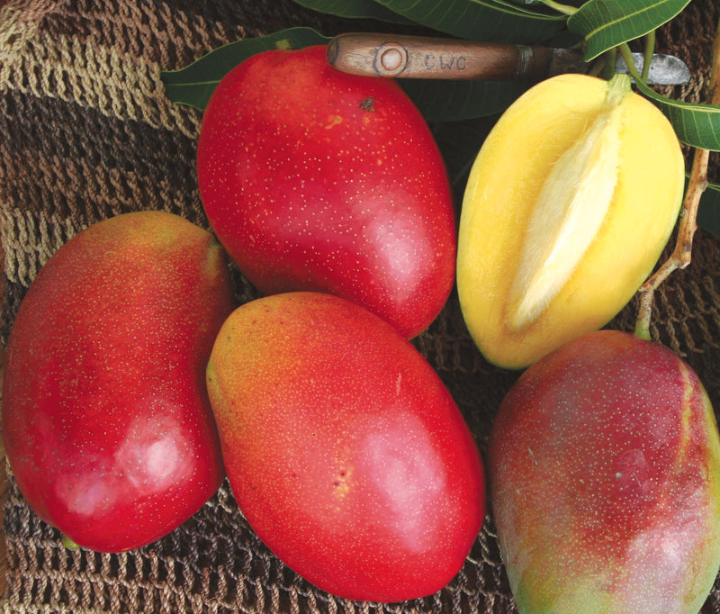 Mangifera indica 'Cogshall'