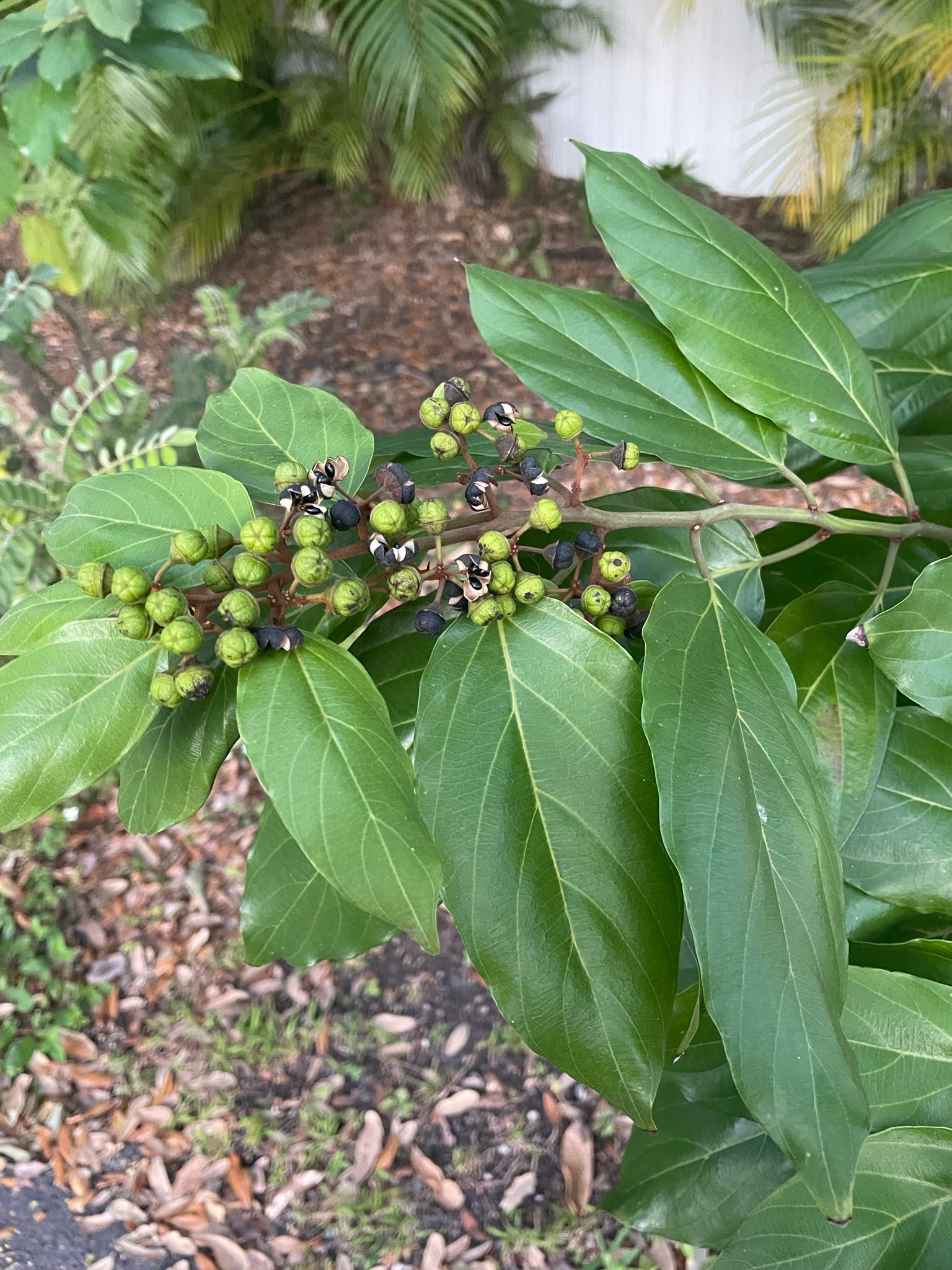 Colubrina arborescens - Endangered
