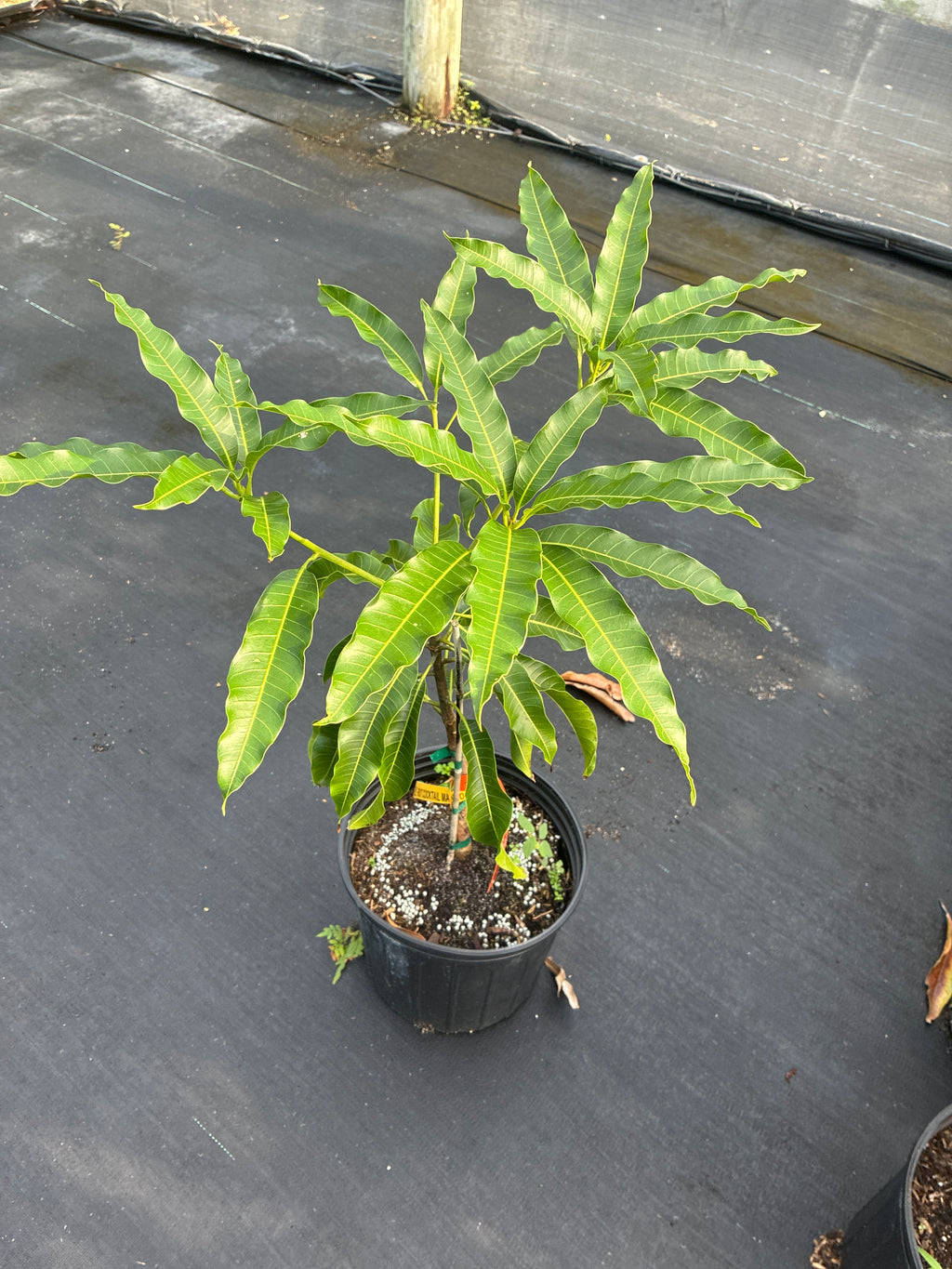 Mangifera indica 'Fruit Cocktail' Tree
