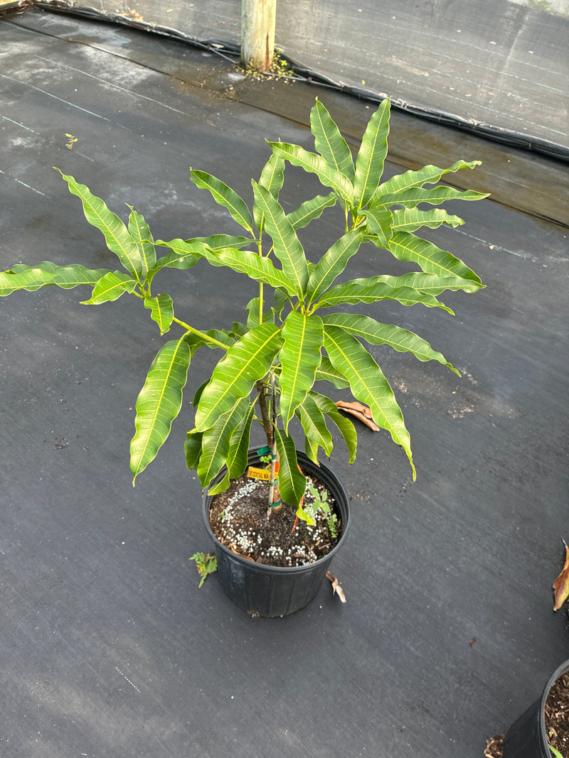 Mangifera indica 'Fruit Cocktail' Tree