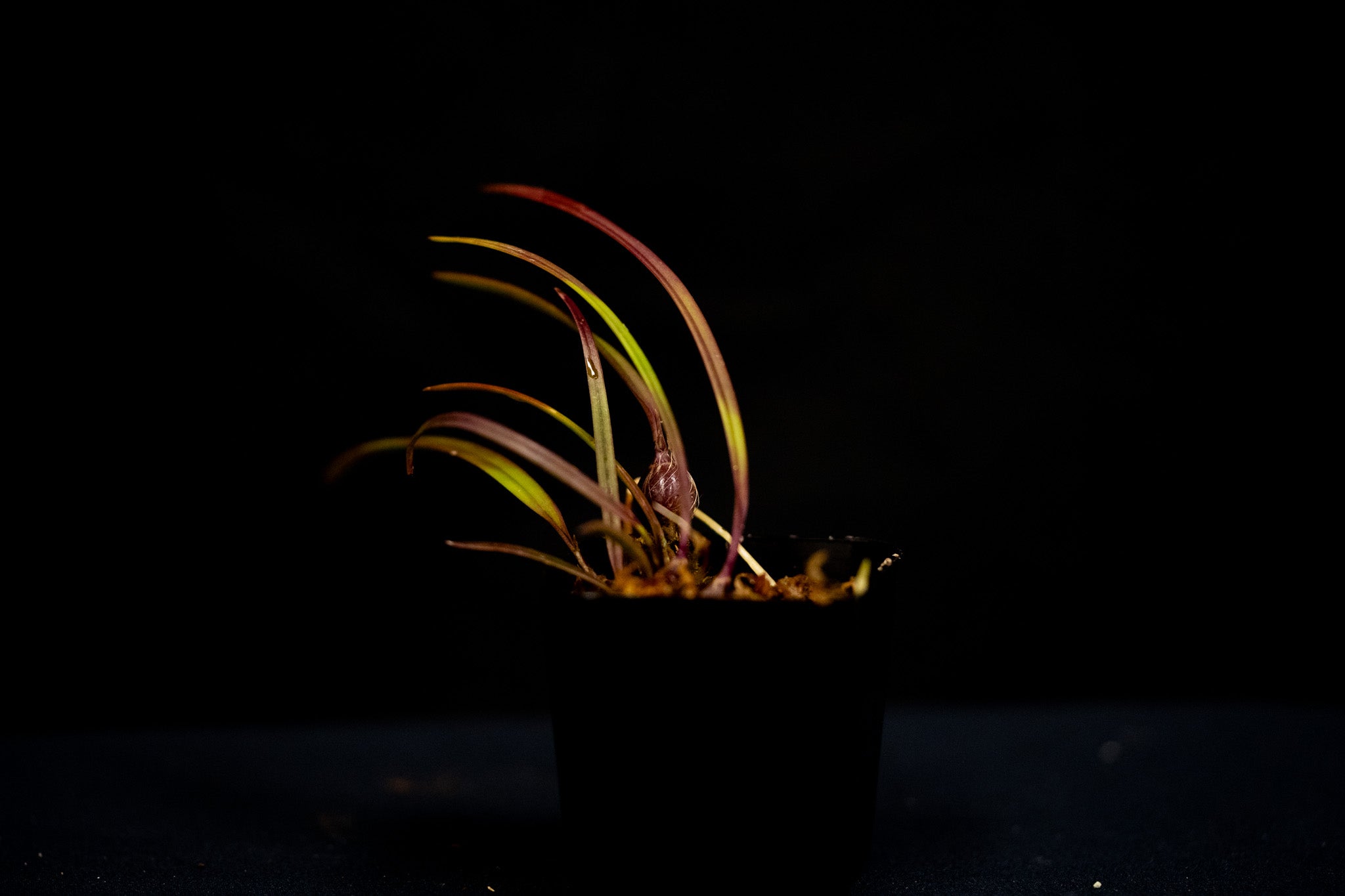 Encyclia tampensis