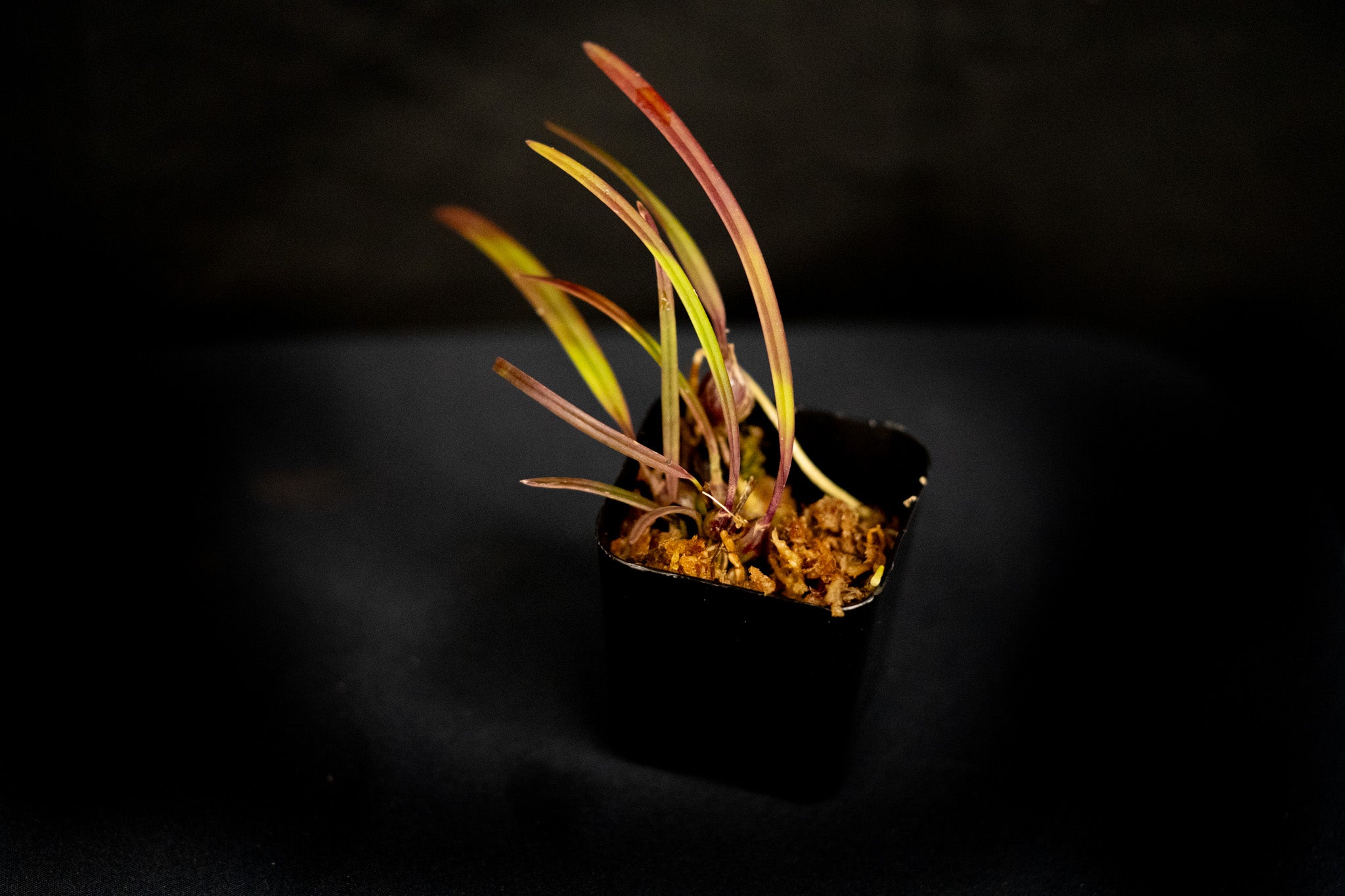Encyclia tampensis