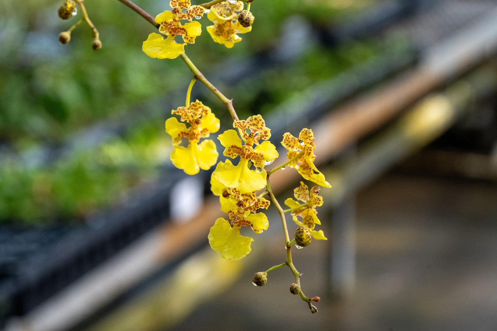 Trichocentrum sprucei