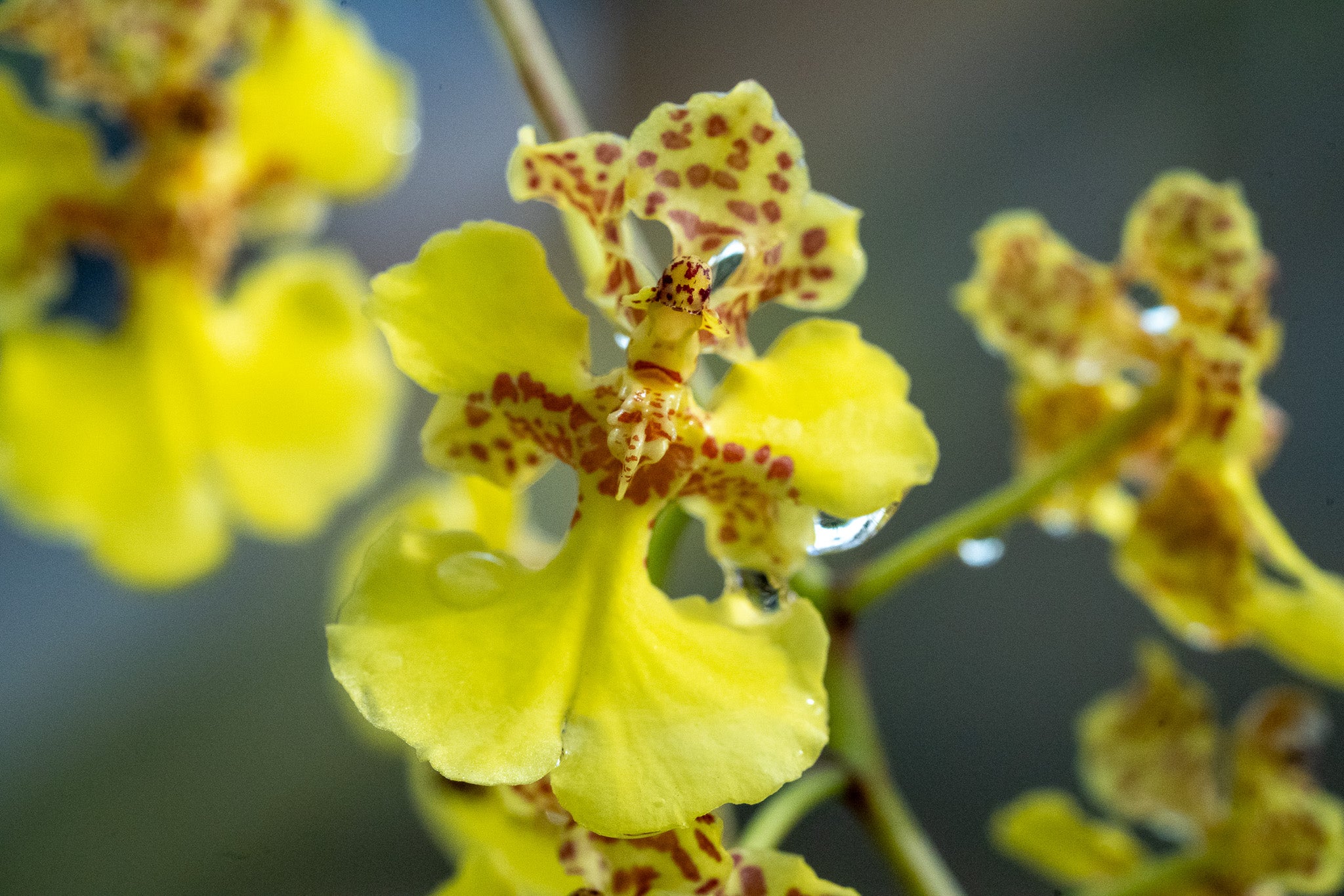 Trichocentrum sprucei