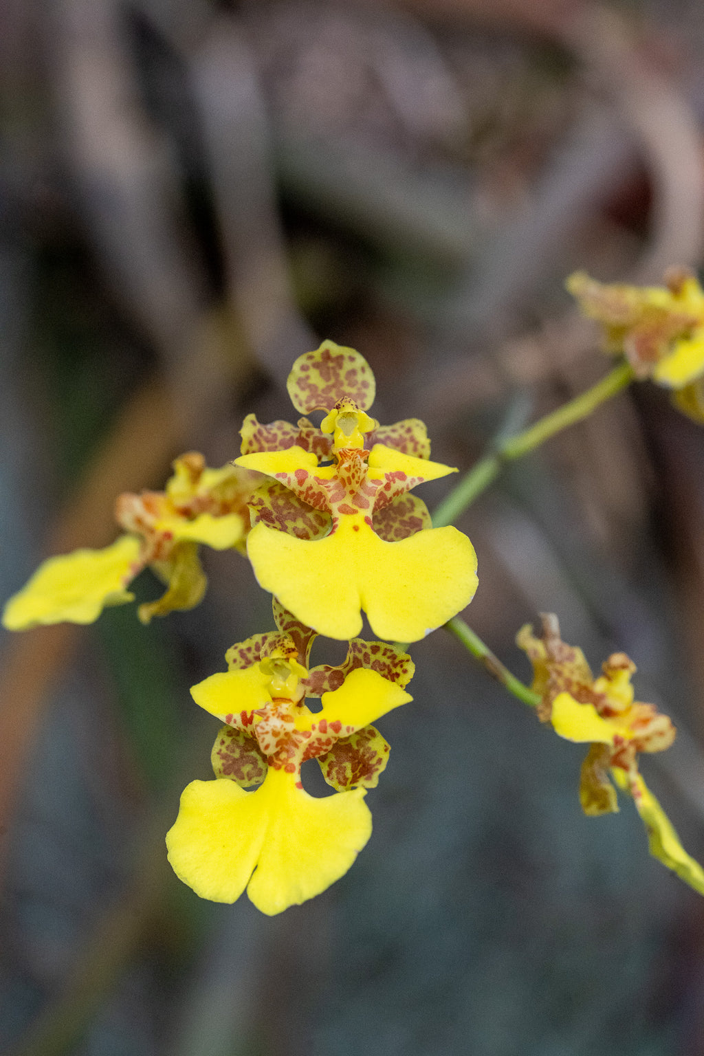 Trichocentrum sprucei