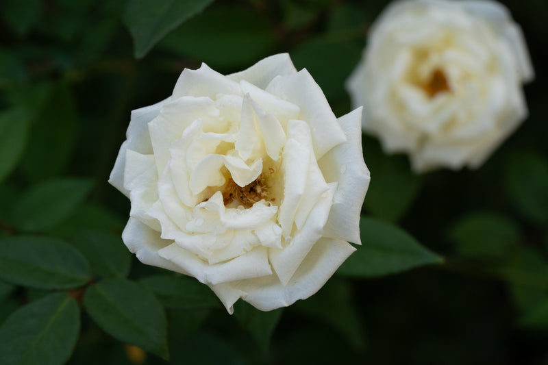 Rosa 'Ducher'