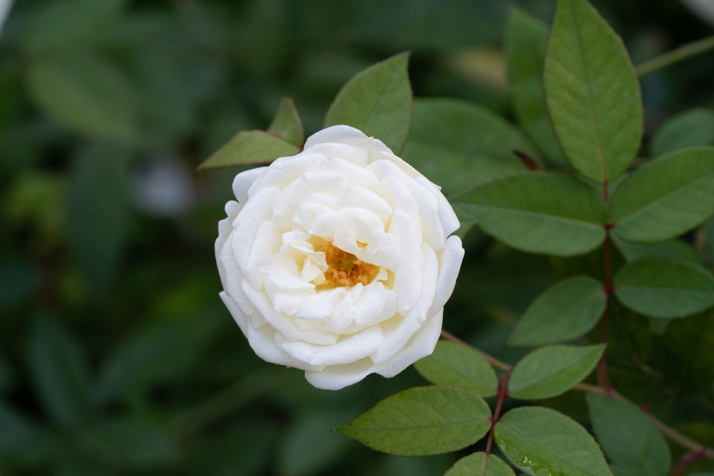 Rosa 'Ducher'