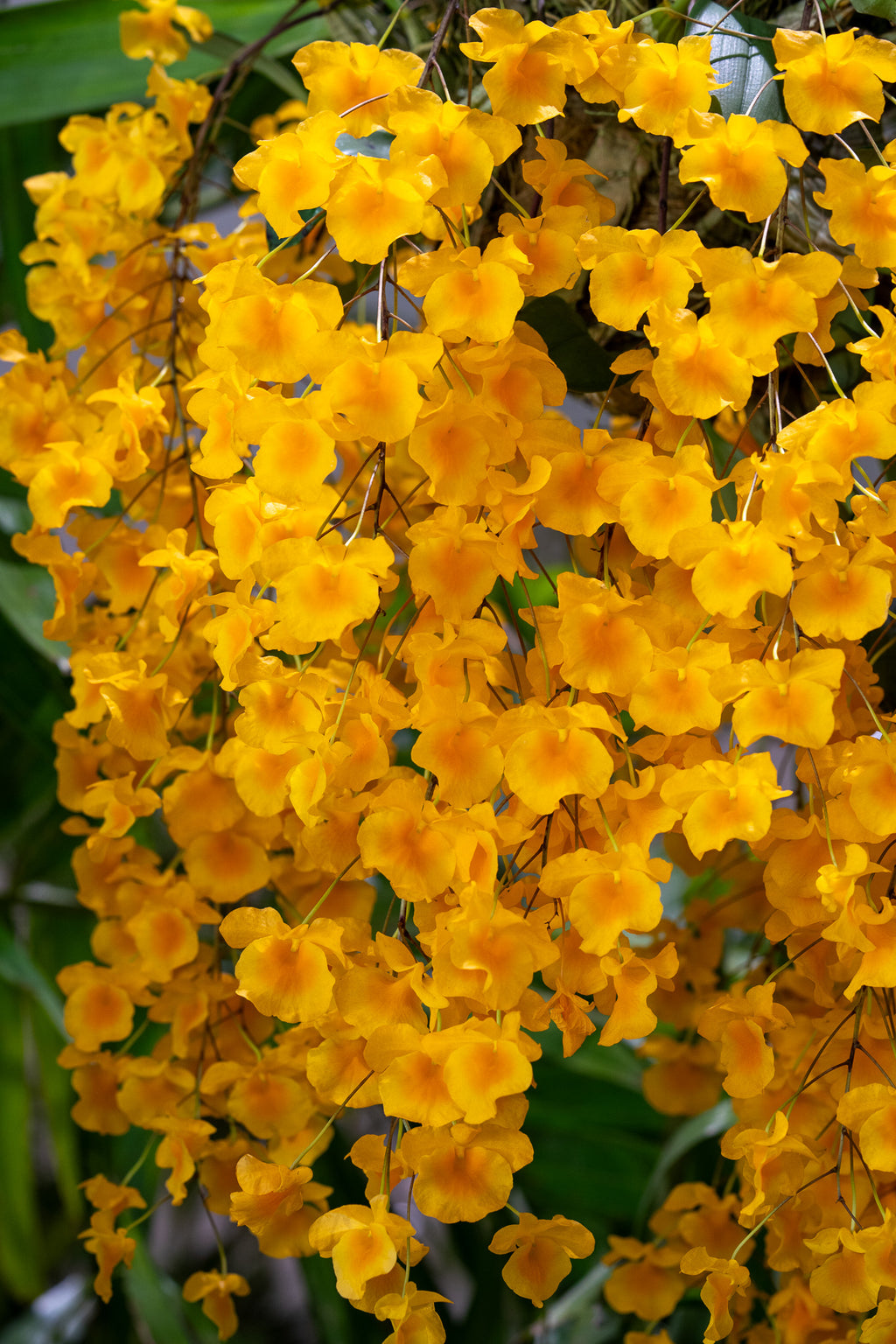 Dendrobium lindleyi