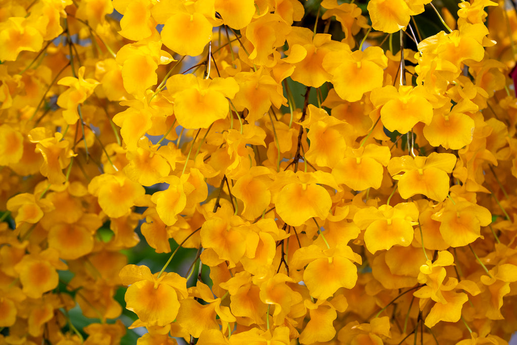 Dendrobium lindleyi