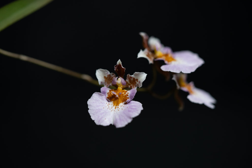 Tolumnia sp.