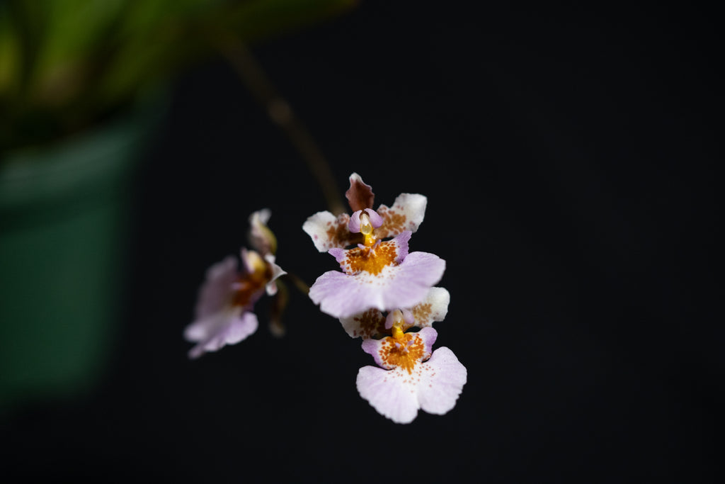 Tolumnia sp.