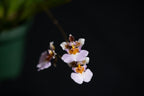 Tolumnia sp.