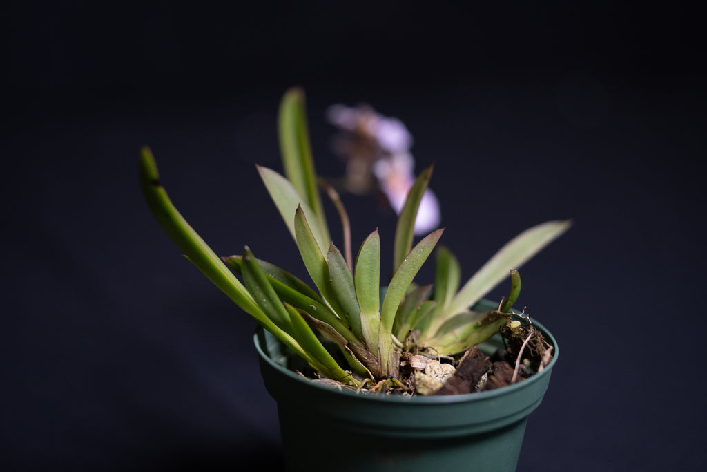 Tolumnia sp.