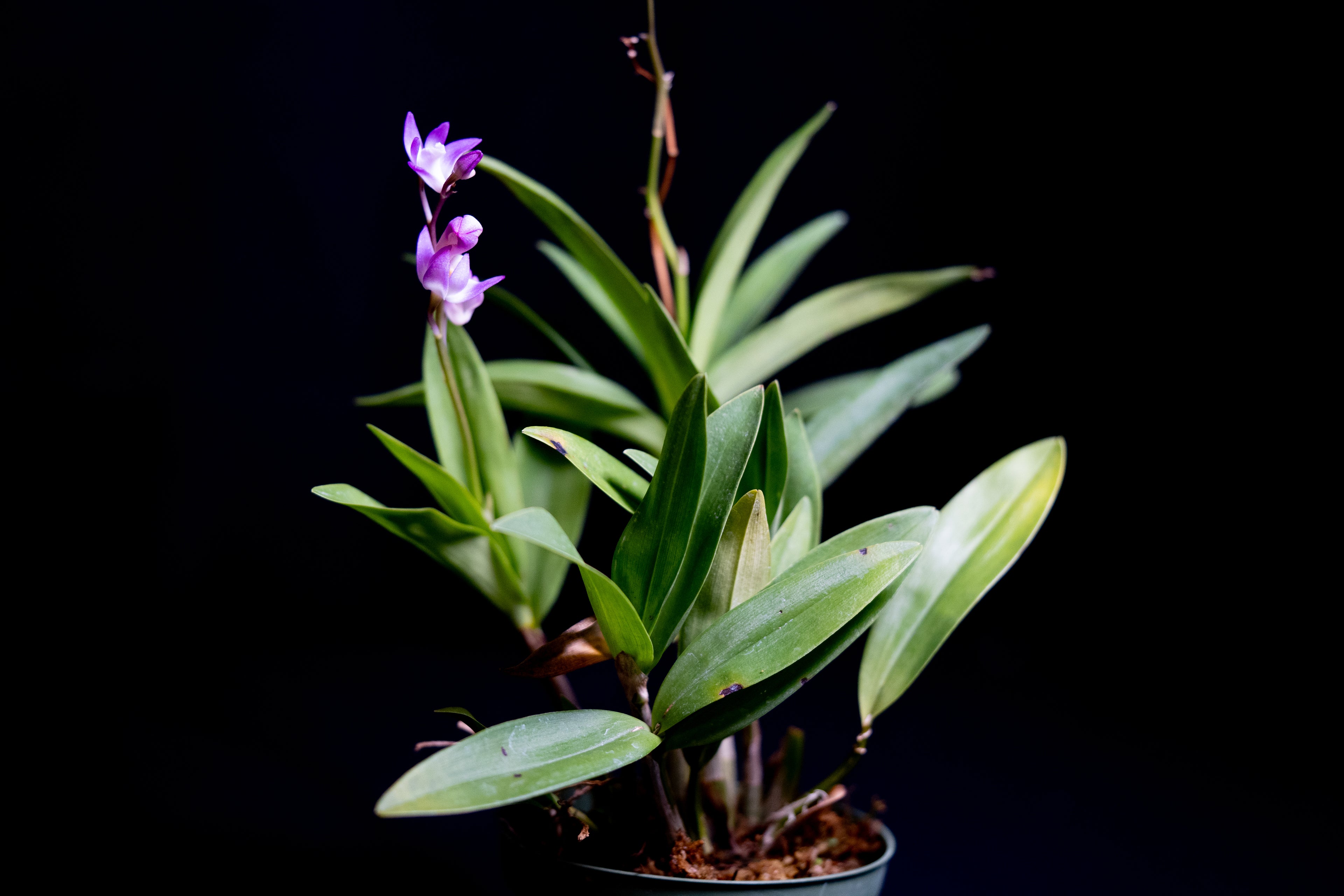 Dendrobium kingianum