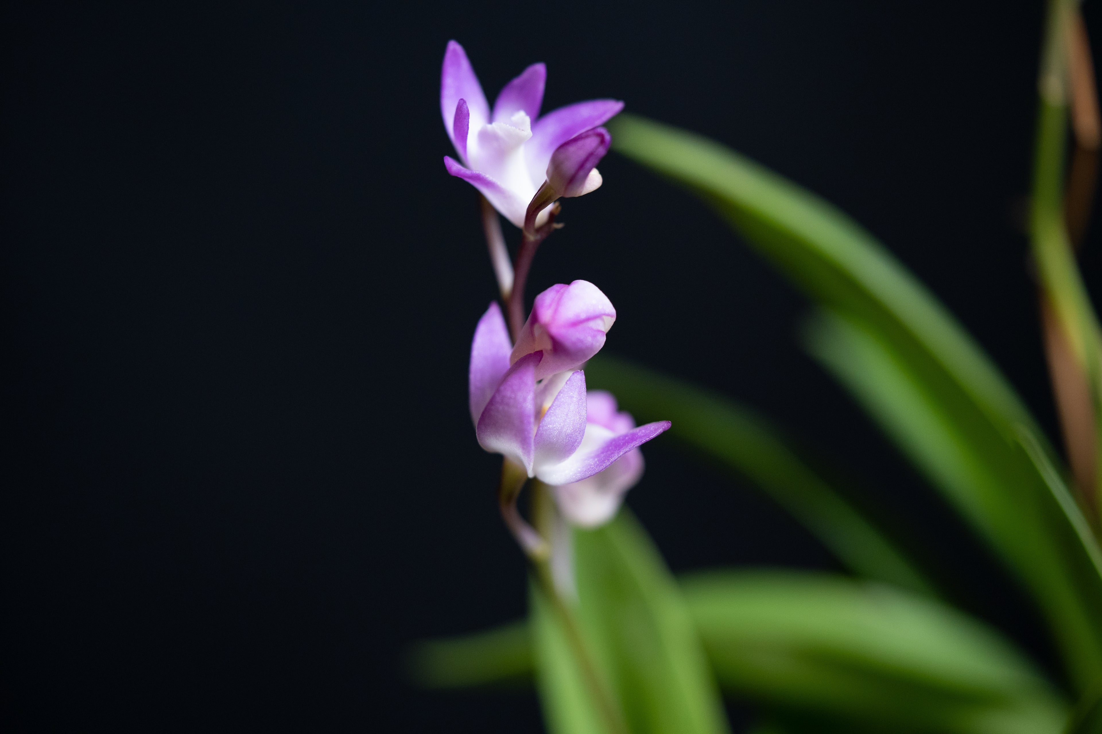 Dendrobium kingianum