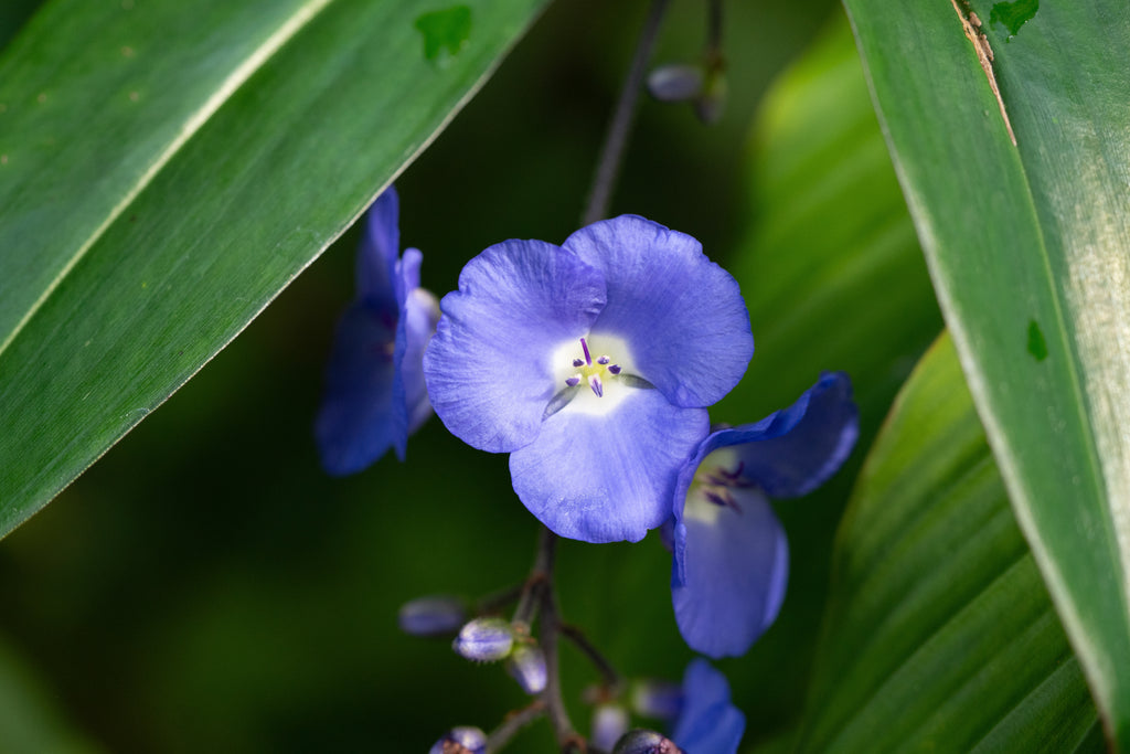 Dichorisandra penduliflora
