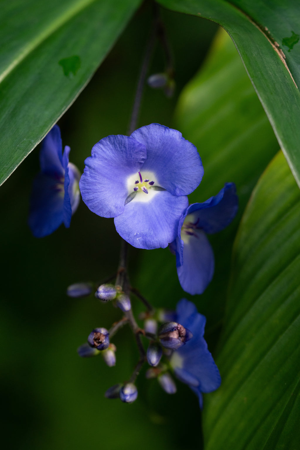 Dichorisandra penduliflora