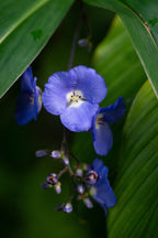Dichorisandra penduliflora