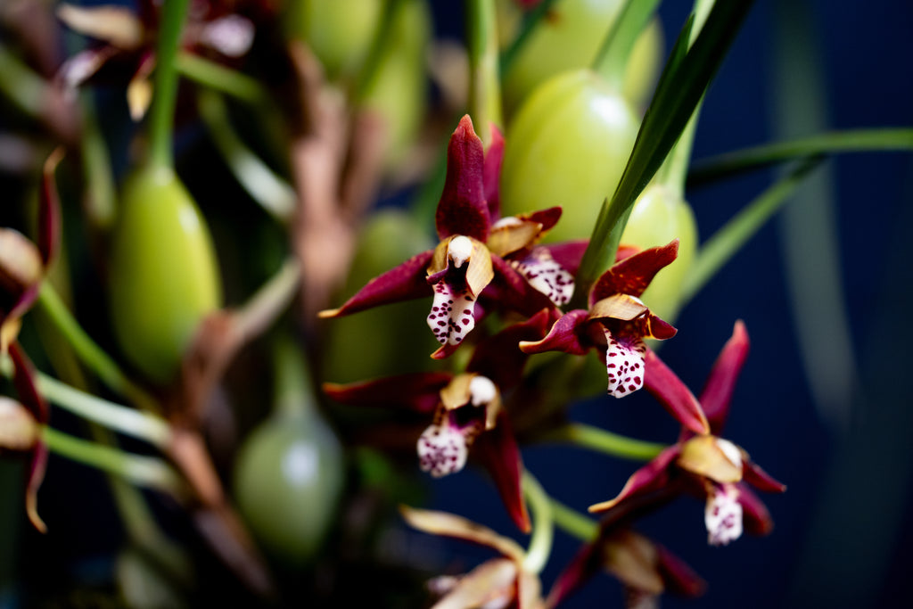 Maxillaria tenuifolia