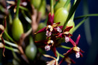 Maxillaria tenuifolia