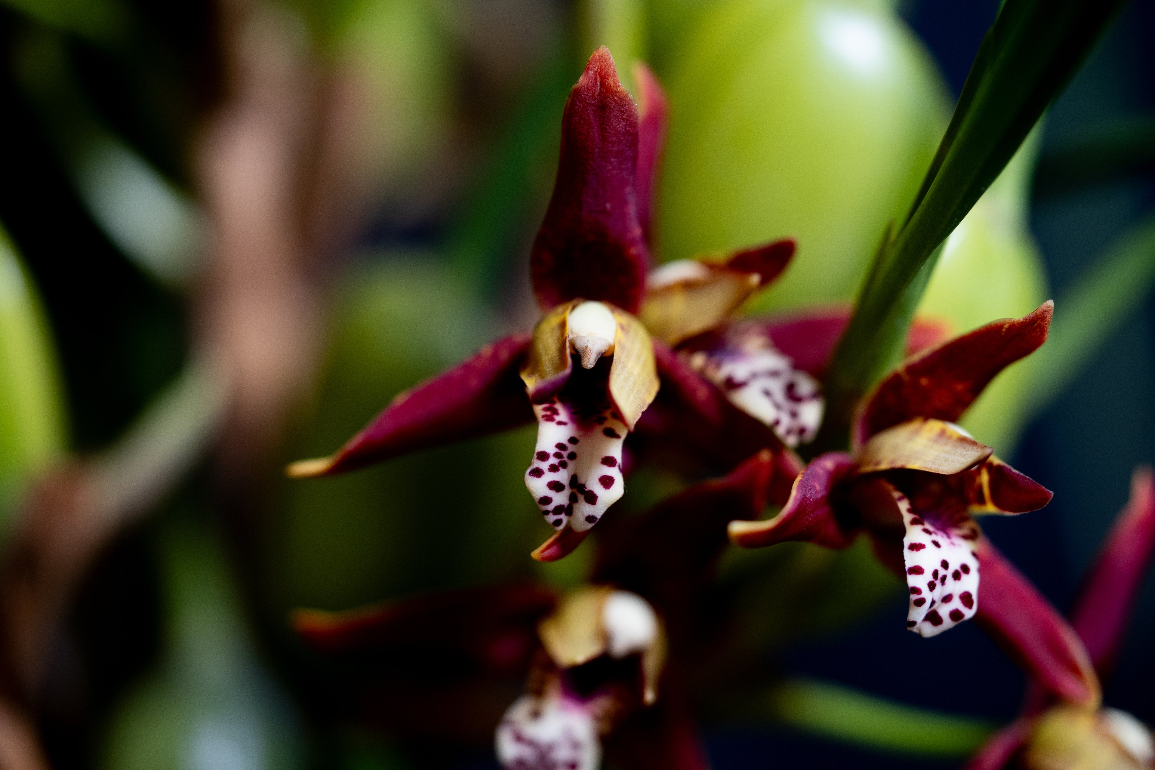 Maxillaria tenuifolia