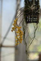 Chiloschista sp Hybrid